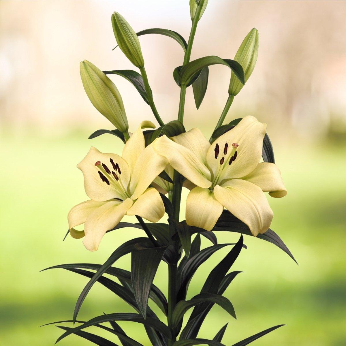 Lily Trebbiano Gerrit Zalm - La Hybrid 14/16Leo Berbee Bulb Company